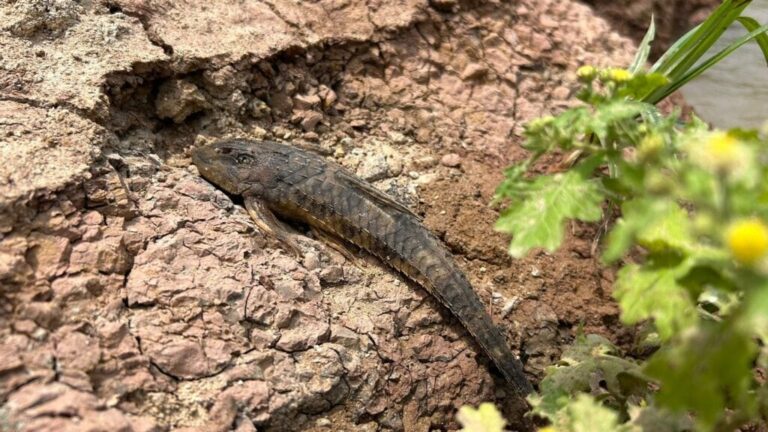 Mortandade de peixes é investigada por governo do Acre e prefeitura de Rio Branco 