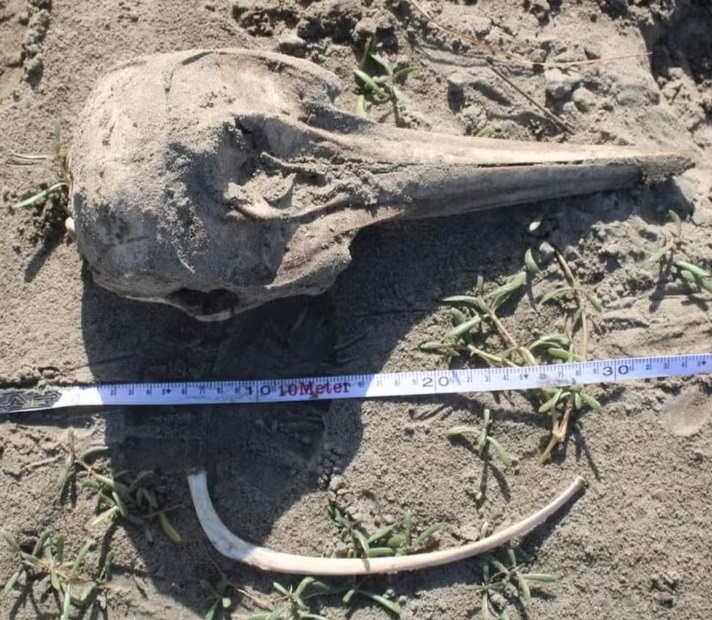 Carcaças de 4 animais marinhos são encontradas em praia no Amapá