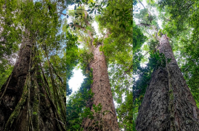 Parque Estadual das Árvores Gigantes da Amazônia é criado em Almeirim, no Pará