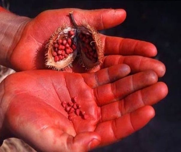 Terapia fotodinâmica com corante de urucum é eficaz contra mau hálito