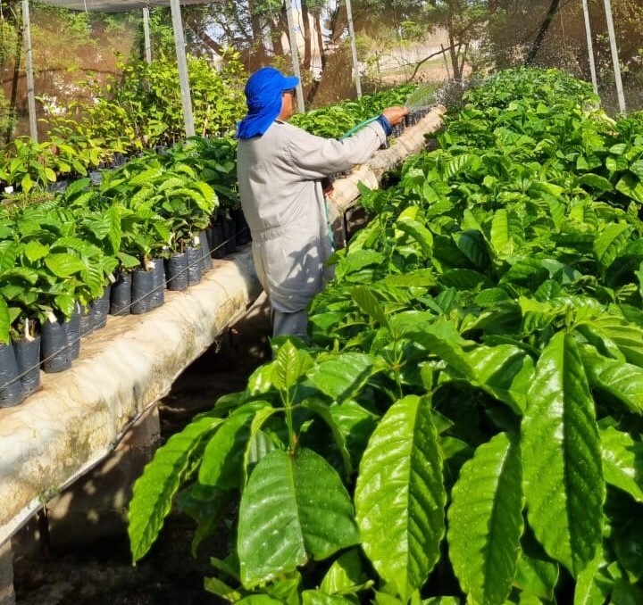 Desempenho de clones de café canéfora será estudado em Roraima e no Amazonas