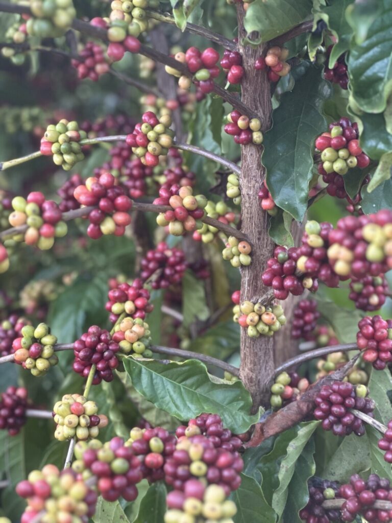 Manual para identificação de doenças de café Robustas Amazônicos é criado por pesquisadores no Acre