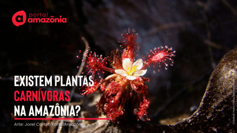 Plantas carnívoras: como são as que se escondem na Amazônia?