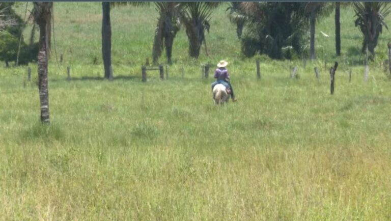 Como cavalos ajudam vaqueiros no trabalho em fazendas de Roraima