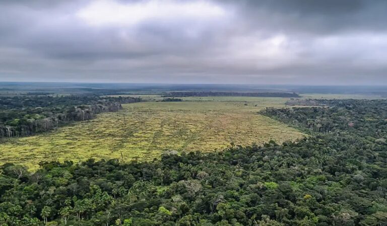 Mais de 90% do desmatamento da Amazônia é para abertura de pastagem, informa MapBiomas