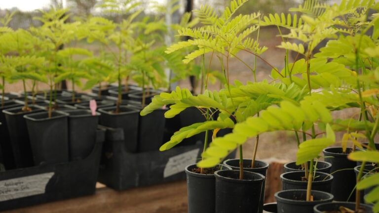 Pesquisadores analisam capacidade de plantas de afastar a maior parte de seus predadores