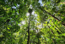 Florestas do Amapá possuem as maiores densidades de biomassa da Amazônia.