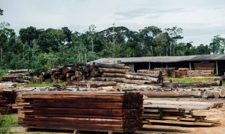 Extração ilegal de madeira aumentou 19% na Amazônia