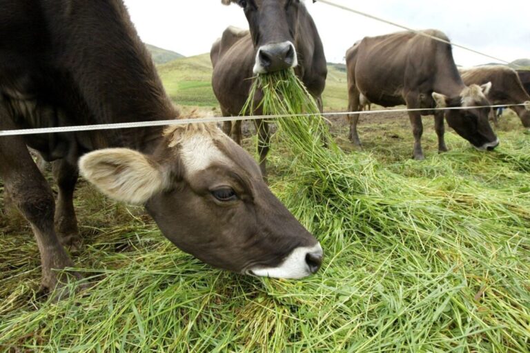 Mudanças climáticas: secas e chuvas intensas afetam gravemente a pecuária no Equador