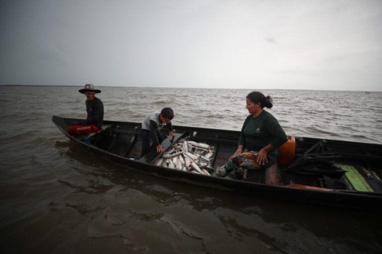 Nove espécies de peixes entram em período de defeso no Amazonas; veja a lista