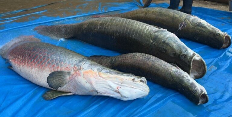 Projeto de manejo do pirarucu fortalece preservação ambiental e gera renda em Rondônia