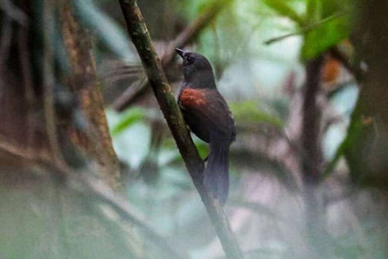Observadores identificam 82 espécies de aves na Grande Belém durante o ‘Global Big Day’