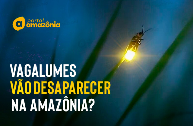 Portal Amazônia responde: os vagalumes estão desaparecendo na Amazônia?