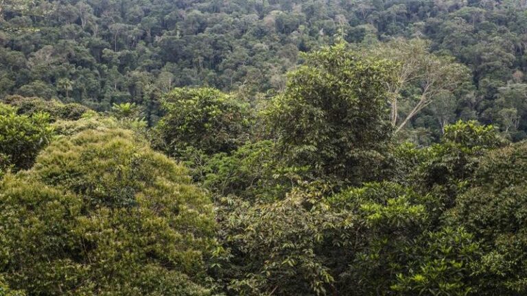 Árvores com maior risco de extinção na Amazônia estão associadas com alta diversidade de abelhas, diz estudo