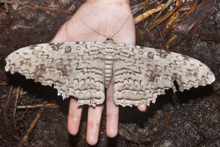 Você sabia que a maior mariposa do mundo é encontrada na Amazônia?