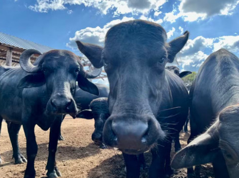 Em Mucajaí, no Sul de Roraima, família de produtores investe na criação de búfalos