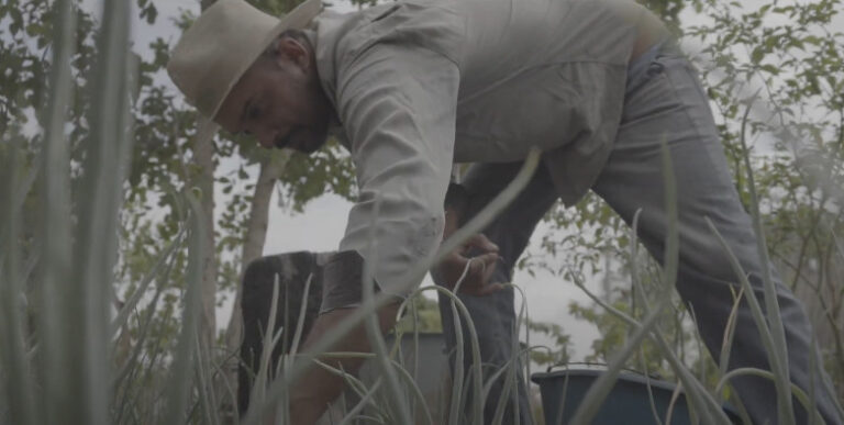 Olericultura: produtor triplica produção após acompanhamento técnico 