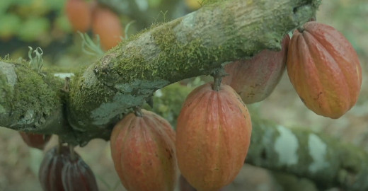 Expoferr 2024 realiza a Cacau Day, evento voltado para o pequeno produtor 
