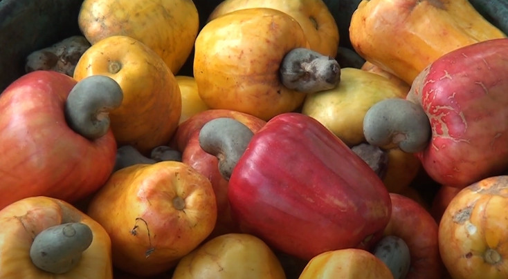 Técnicas ao combate de pragas tem aumentado a produção de fruticultura no Maranhão 