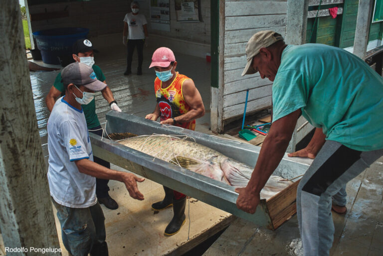 Capacitação em boas práticas para manejo do pirarucu beneficia mais de 80 pescadores na RDS Mamirauá
