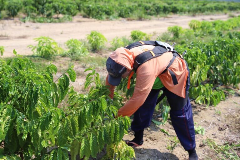 Ferramenta para facilitar mão de obra do produtor rural é testada no Amazonas
