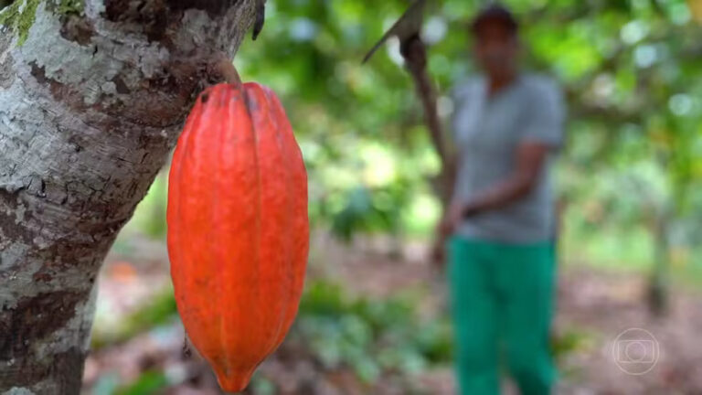 ‘Amapá Cacau’: cadeia produtiva beneficia 480 famílias de agricultores