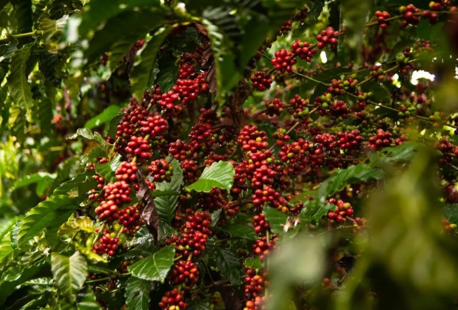 café robusta em rondônia