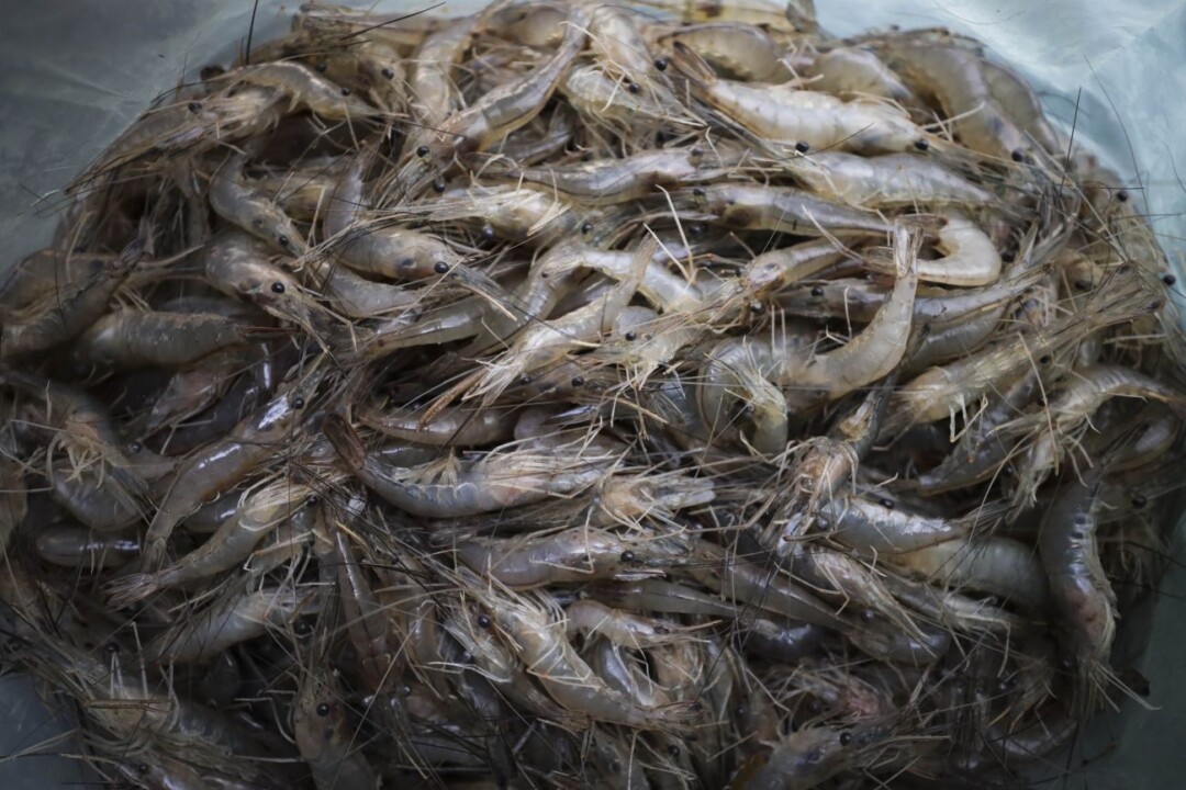 Novas tecnologias para aumentar produção de tambaqui, tracajá e camarão são apresentadas pela embrapa no Amapá