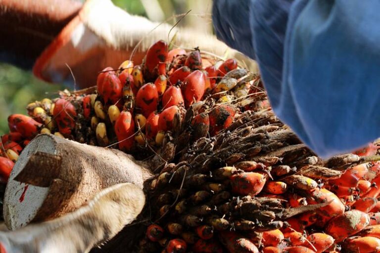 Oportunidades e desafios da produção de dendê na Amazônia paraense