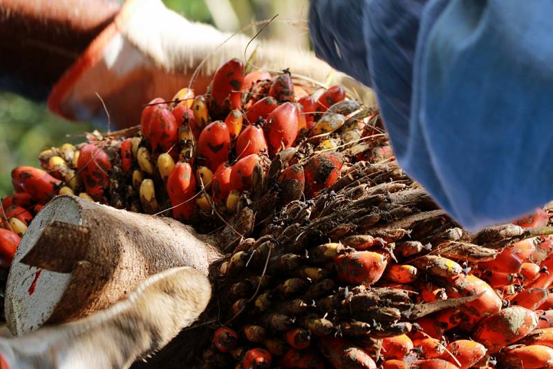 pobreza dendeicultura pará