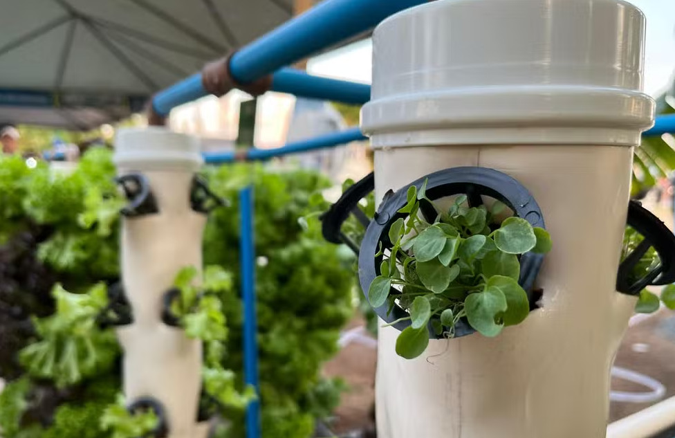 hortas ajudam no cultivo de plantas