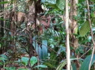 Novo grupo de indígenas isolados no Amazonas está sem proteção há mais de um ano