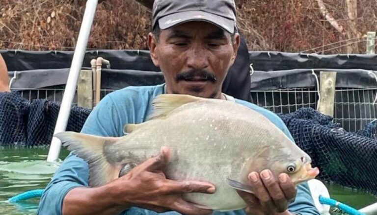 Piscicultura é impulsionada na comunidade indígena Krahô em Lagoa da Confusão, no Tocantins