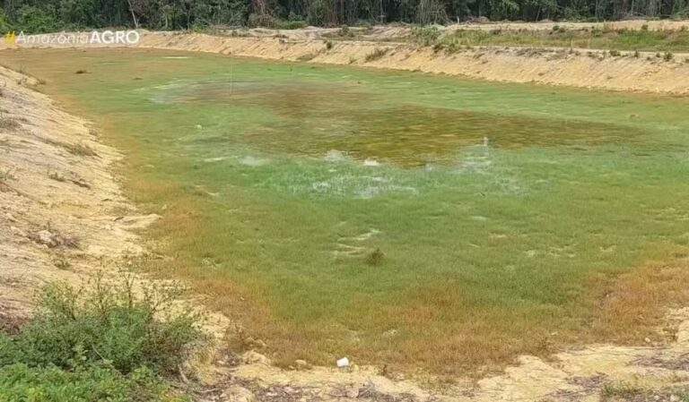 Estiagem seca tanques de peixe no Amazonas e piscicultores buscam soluções sustentáveis