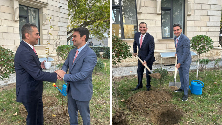 Direto do Azerbaijão, árvore que simboliza passagem das atividades da COP29 para a COP30 será entregue em Belém