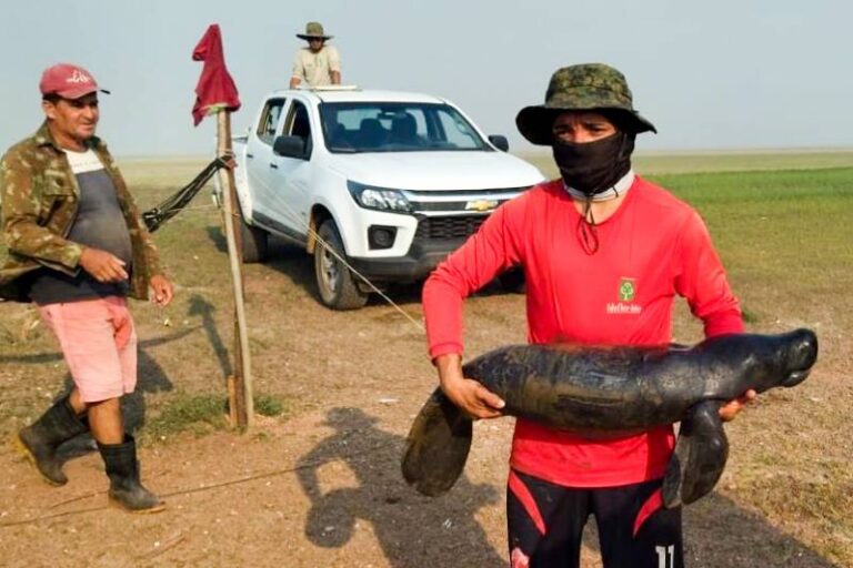 Ideflor-Bio monitora e faz salvamento de espécies aquáticas em Monte Alegre, no Pará