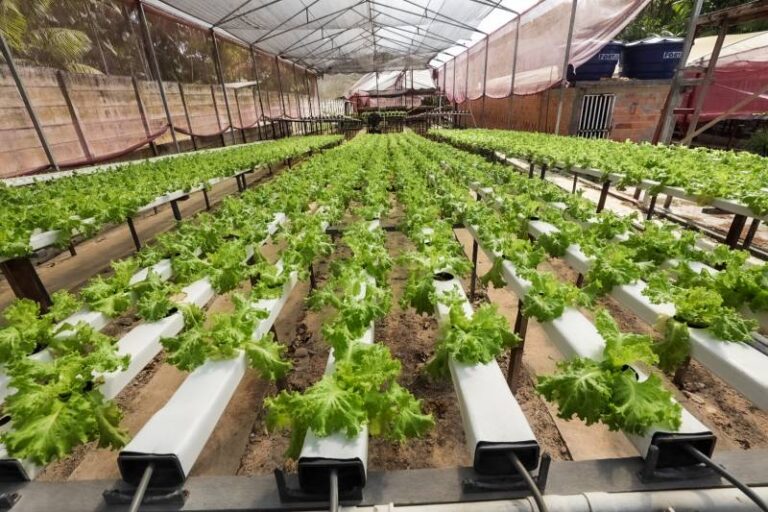 Novas técnicas de cultivos sustentáveis na agricultura familiar recebem fomento no Pará