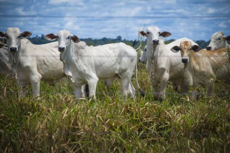 Pará teve melhor desempenho com exportações do agronegócio na Região Norte, segundo análise