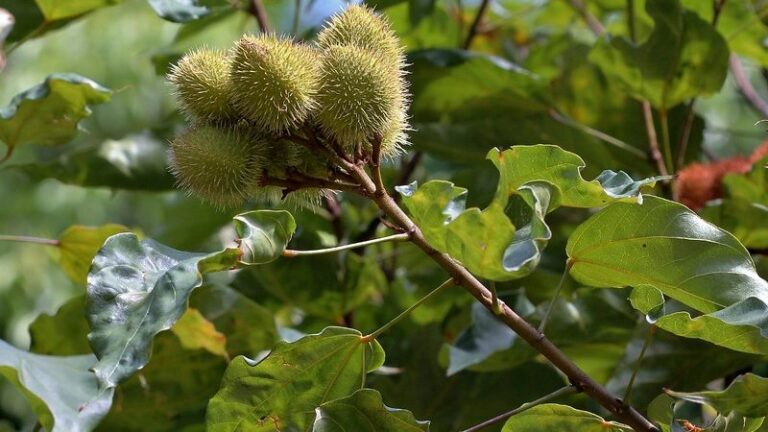 Urucum e abelha jataí estão entre espécies-chave para restauração da Amazônia, propõe estudo