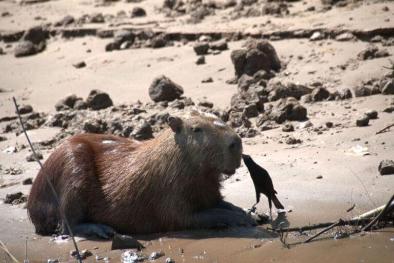 Capivara ou Ronsoco? A espécie amazônica que é sensação nas redes sociais também no Peru