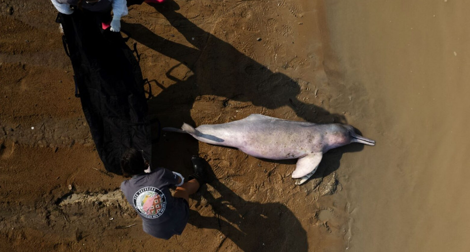 foto-Sea-Shepherd-Brasil.jpg
3 de dezembro de 2