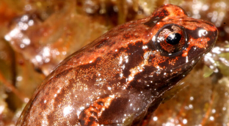 Espécies novas de sapos ajudam a entender  origem e evolução da biodiversidade da Amazônia