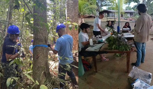 Projeto vai usar ‘assinatura química’ e DNA de árvores para rastrear madeira no Amapá