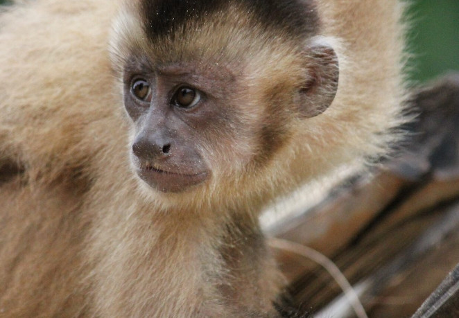 Reserva protegida na Amazônia maranhense é ameaçada por incêndios e invasões 