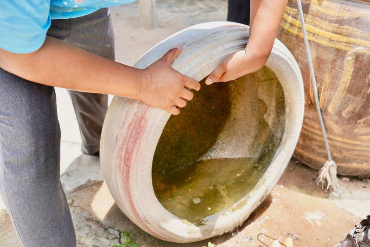 Como combater a dengue: 11 dicas práticas para evitar a proliferação do Aedes aegypti