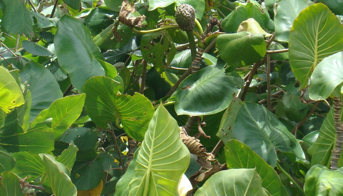 Pesquisadores investigam potencial tecnológico da fibra natural da aninga