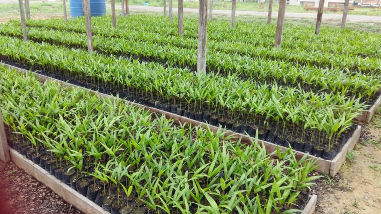 Pesquisa indica informações técnicas e econômicas sobre o cultivo do açaí no Amazonas 