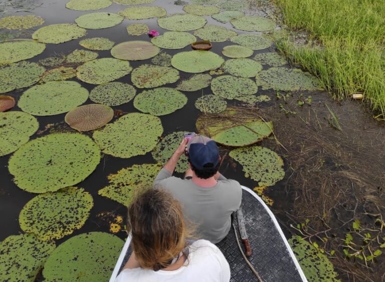 Pesquisa identifica cerca de 200 espécies de algas no Rio Uiacurapá, em Parintins