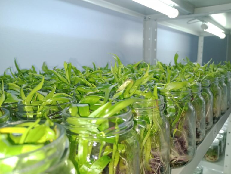 Startup amazonense desenvolve técnica para ampliar produção de mudas de bananas