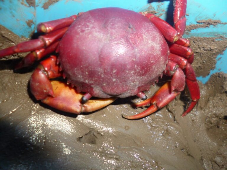 Pesquisa analisa efeitos da ingestão de microplásticos em caranguejo vermelho no Amazonas